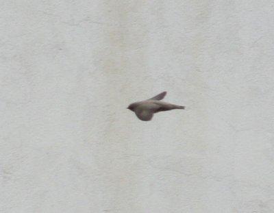 Crag Martin (Ptyonoprogne rupestris) Baga - Pyrenees