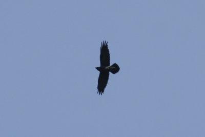 Common Raven (Corvus corax) Montserrat Catalunya.JPG