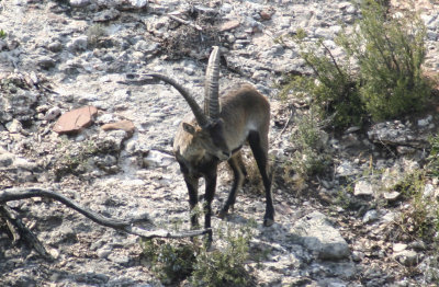 South-eastern Spanish Ibex (Capra pyrenaica hispanica) Montserrat, Catalunya