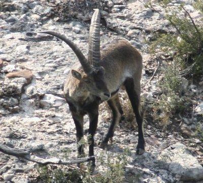 Spanish Ibex (Capra pyrenaica)
