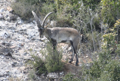 South-eastern Spanish Ibex (Capra pyrenaica hispanica) Montserrat, Catalunya