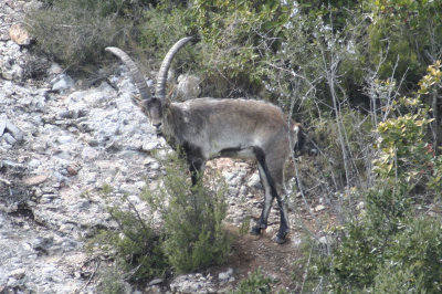 South-eastern Spanish Ibex (Capra pyrenaica hispanica) Montserrat, Catalunya