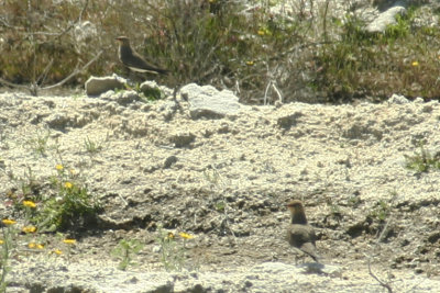 Collared Pratincoles (Glareola pratincola) Tavira Saltpans, Algarve, Portugal