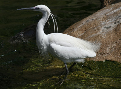 Little Egret (Egretta garzetta) Barcelona, Barcelona Zoo, wild breeding colony