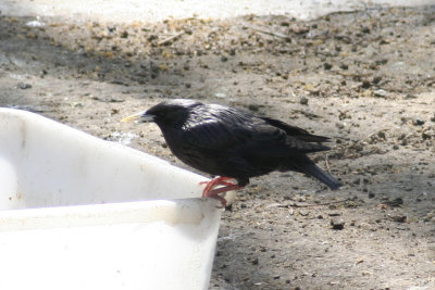 Spotless Starling (Sturnus unicolor) Barcelona Zoo