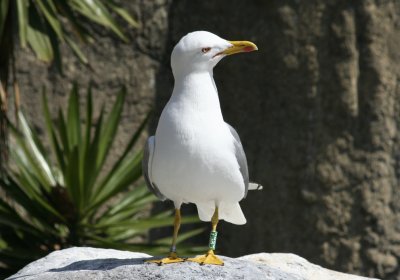 Yellow Legged Gull (Larus michahellis) Barcelona