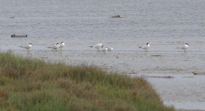 Delta de l'Ebre 2-4-2012 Gull Billed Terns