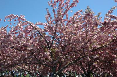 Cherry Blossom