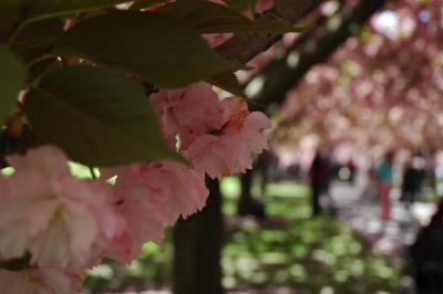 Cherry Blossom