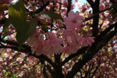 Cherry Blossom