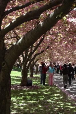 Cherry Blossom