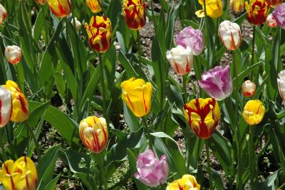 Brooklyn Botanical