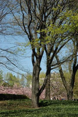 Brooklyn Botanical
