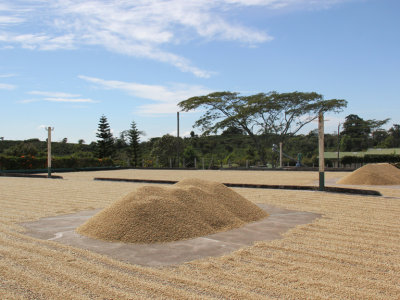 Doka Coffee Estate: After the coffee berrries are processed, they are dried by the sun on this patio.