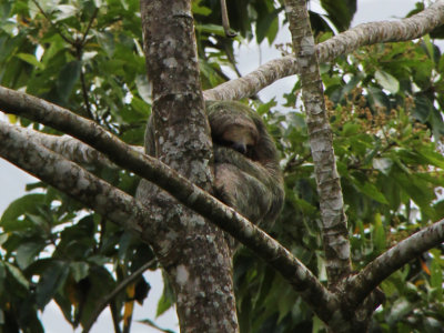 Close-up of a sloth at the Luna Nueva Rain Forest Reserve