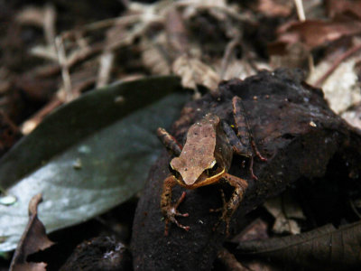 Brilliant Forest frog - blends perfectly with ground cover in rain forests. Photo taken at the Luna Nueva Rain Forest Reserve.