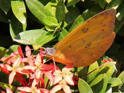 Orange-Barred Sulfur butterfly. Costa Rica is home to an estimated 10 per cent of the world's butterfly species.
