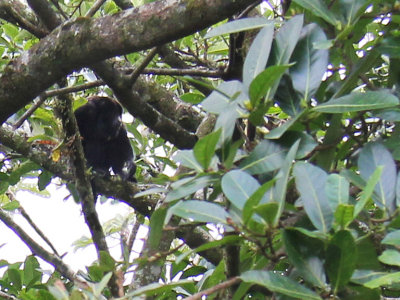 Close-up: A wild monkey in a tree at the side of a road.