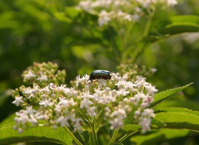 Insect+Flower