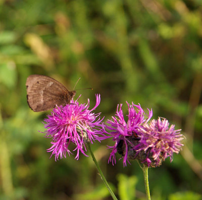 Insect+Flower