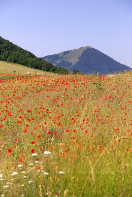 Poppies