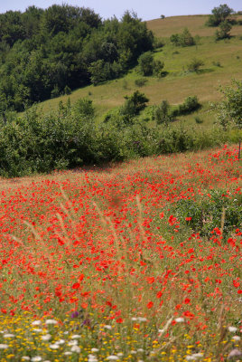 Poppies again