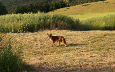 Fox