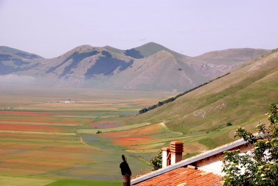 Piana di Castelluccio - La Fiorita