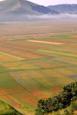 Piana di Castelluccio - La Fiorita 2