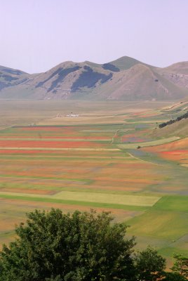 Piana di Castelluccio - La Fiorita 7