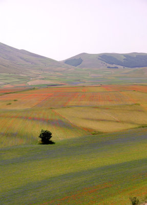 Piana di Castelluccio - La Fiorita 9