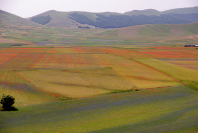 Piana di Castelluccio - La Fiorita 10