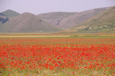 Piana di Castelluccio - La Fiorita 11