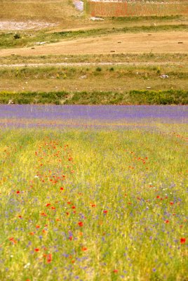 Piana di Castelluccio - La Fiorita 12