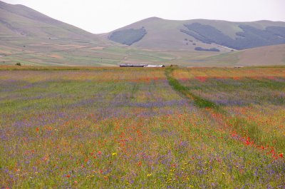 Piana di Castelluccio - La Fiorita 13