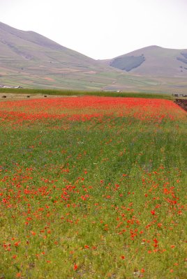 Piana di Castelluccio - La Fiorita 15