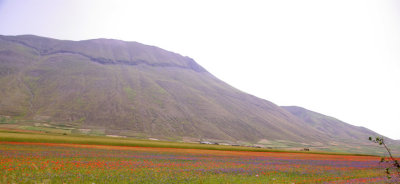 Piana di Castelluccio - La Fiorita 16
