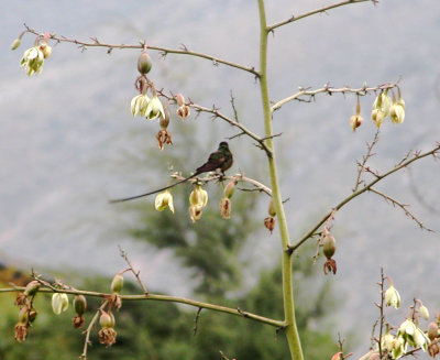 DSCN4708.jpg