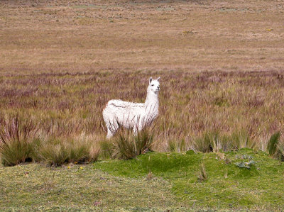 DSCN4812.jpg