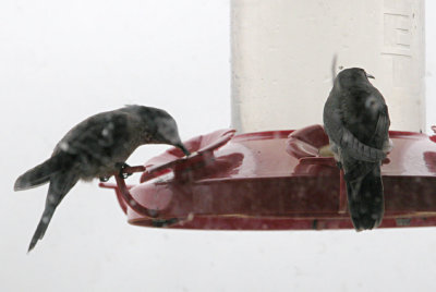 DSCN4881.jpg