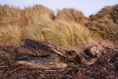 Driftwood & Marram Grass