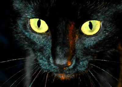 black cat with yellow moon eyes