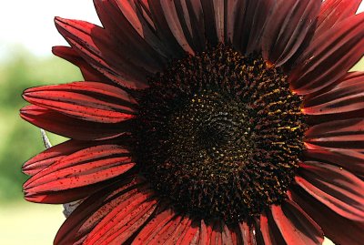 sunflower deep red