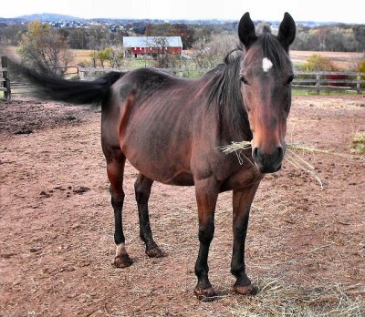sweet broodmare rescue