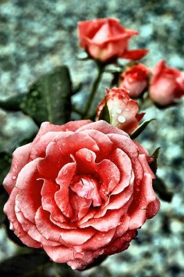rose w buds