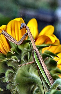 mantis'n sunflower II