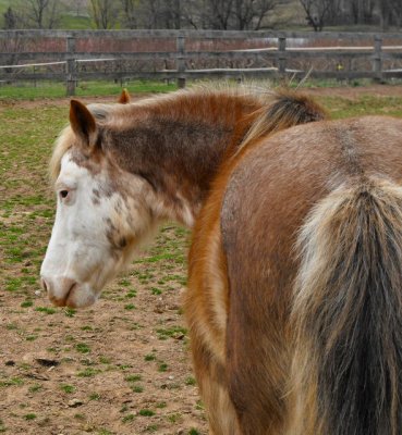 butterscotch aka pony-pony