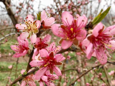 plum blossoms 1574