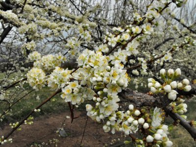 peach blossoms 1583