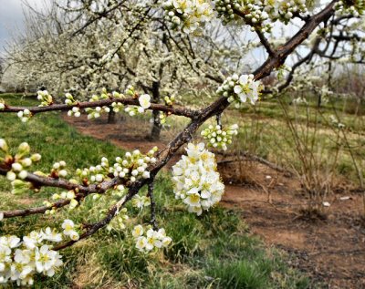peach blossoms 1580